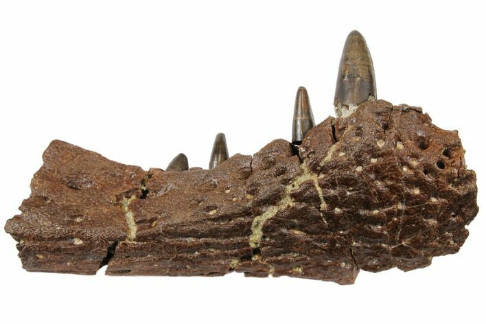 Cretaceous Crocodilian Jaw Section - Hell Creek Formation #129791